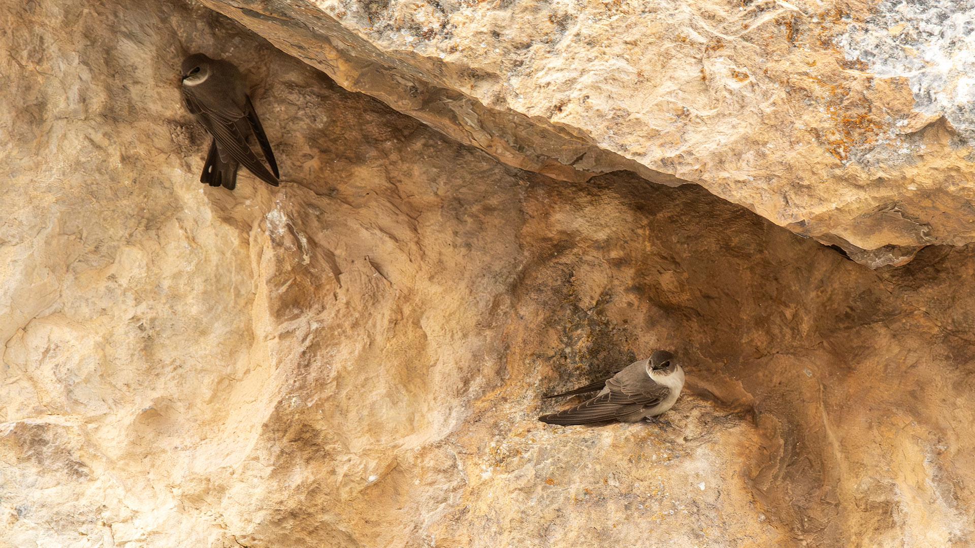 Eurasian Crag-Martin